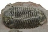 Pair Of Struveaspis Trilobites - Jorf, Morocco #233138-4